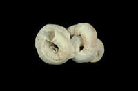 藏品(大蛇螺)的圖片